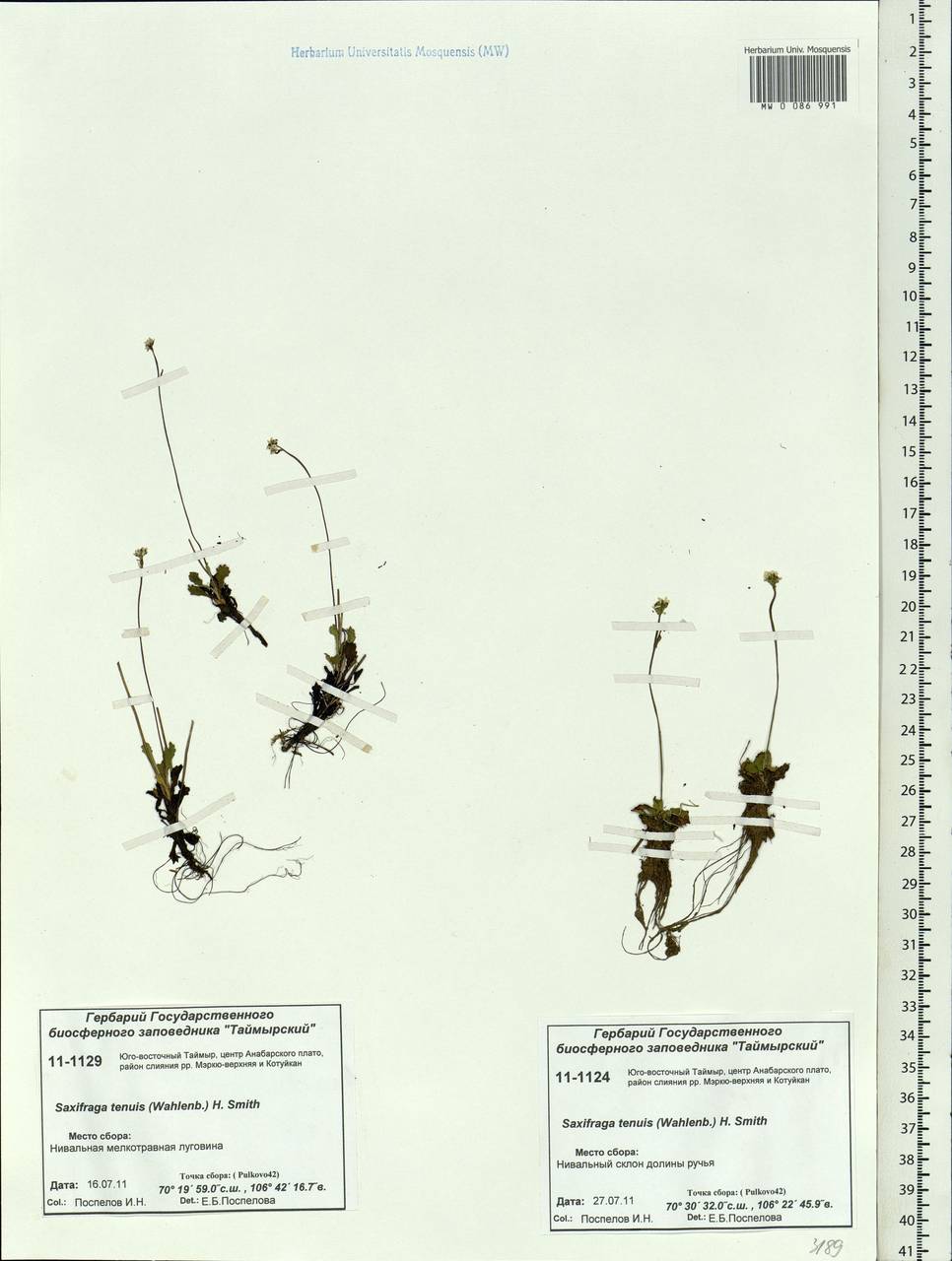 Micranthes tenuis (Wahlenb.) Small, Siberia, Central Siberia (S3) (Russia)