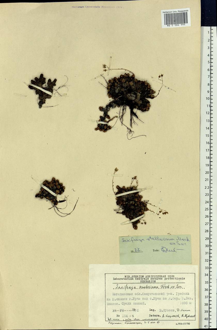 Saxifraga bronchialis subsp. stelleriana (Merk ex Ser.) Malysch., Siberia, Chukotka & Kamchatka (S7) (Russia)