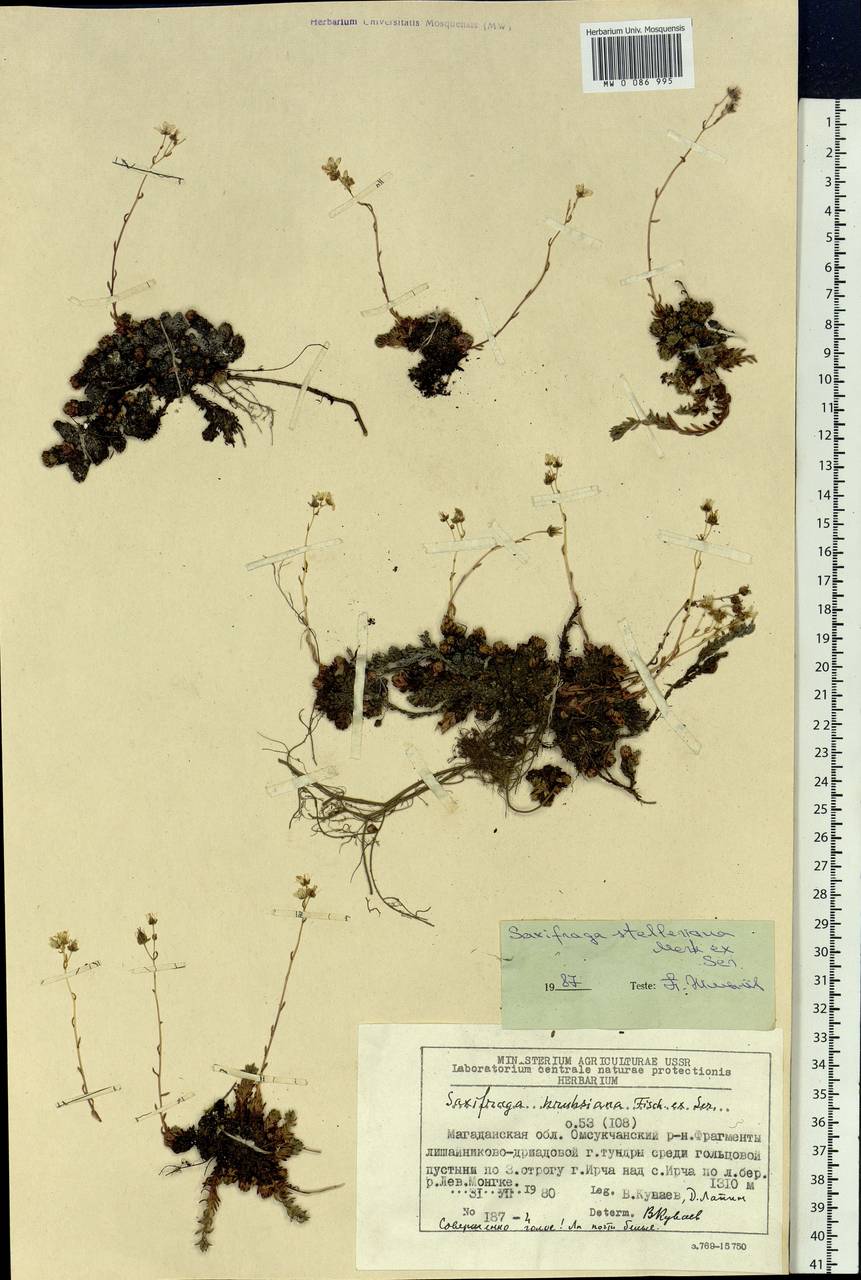 Saxifraga bronchialis subsp. stelleriana (Merk ex Ser.) Malysch., Siberia, Chukotka & Kamchatka (S7) (Russia)
