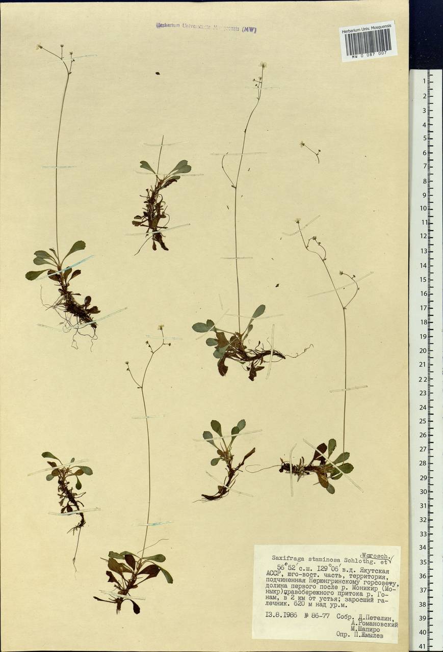 Micranthes staminosa (Shlotg. & Vorosch.) Tkach, Siberia, Yakutia (S5) (Russia)