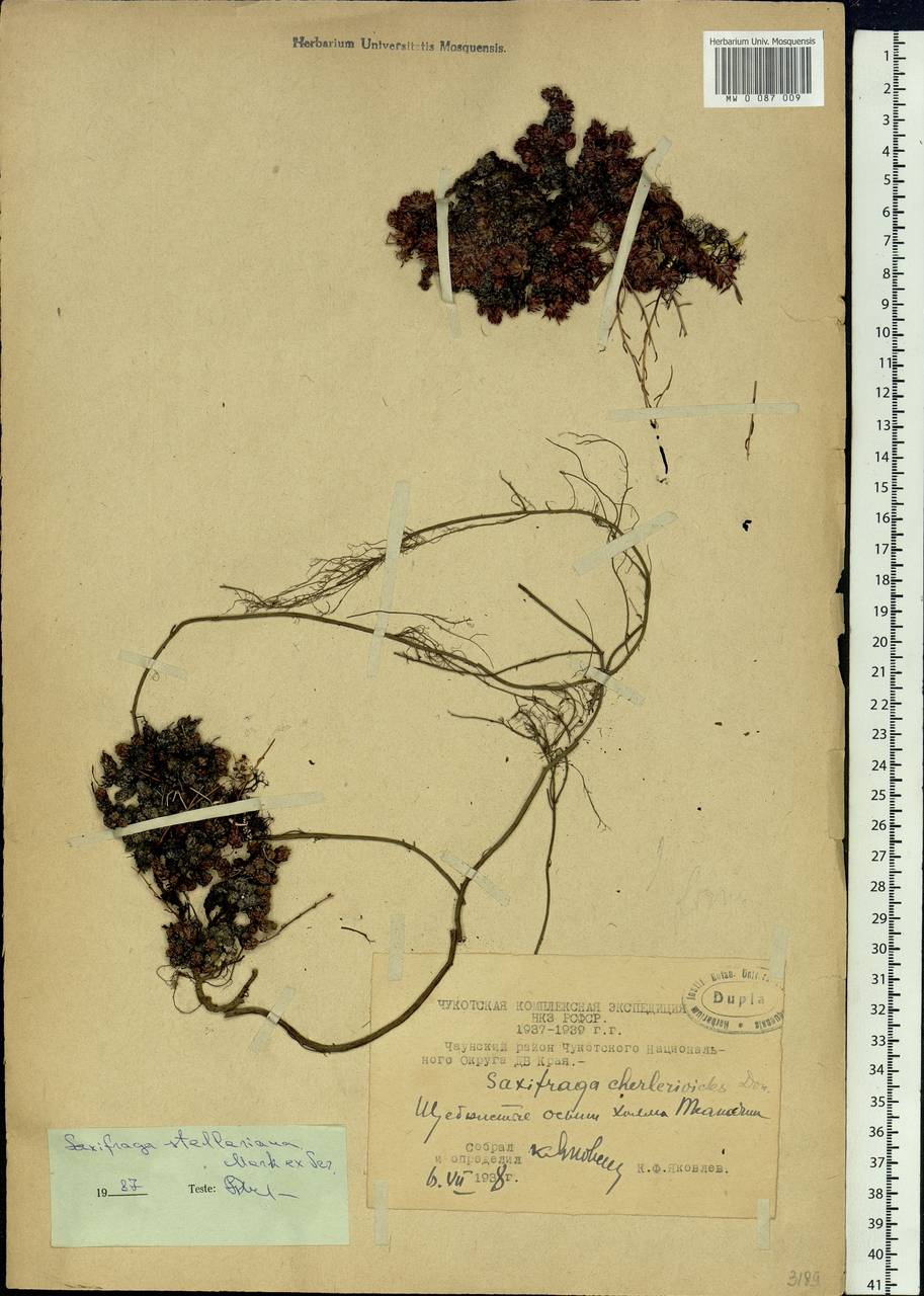 Saxifraga bronchialis subsp. stelleriana (Merk ex Ser.) Malysch., Siberia, Chukotka & Kamchatka (S7) (Russia)