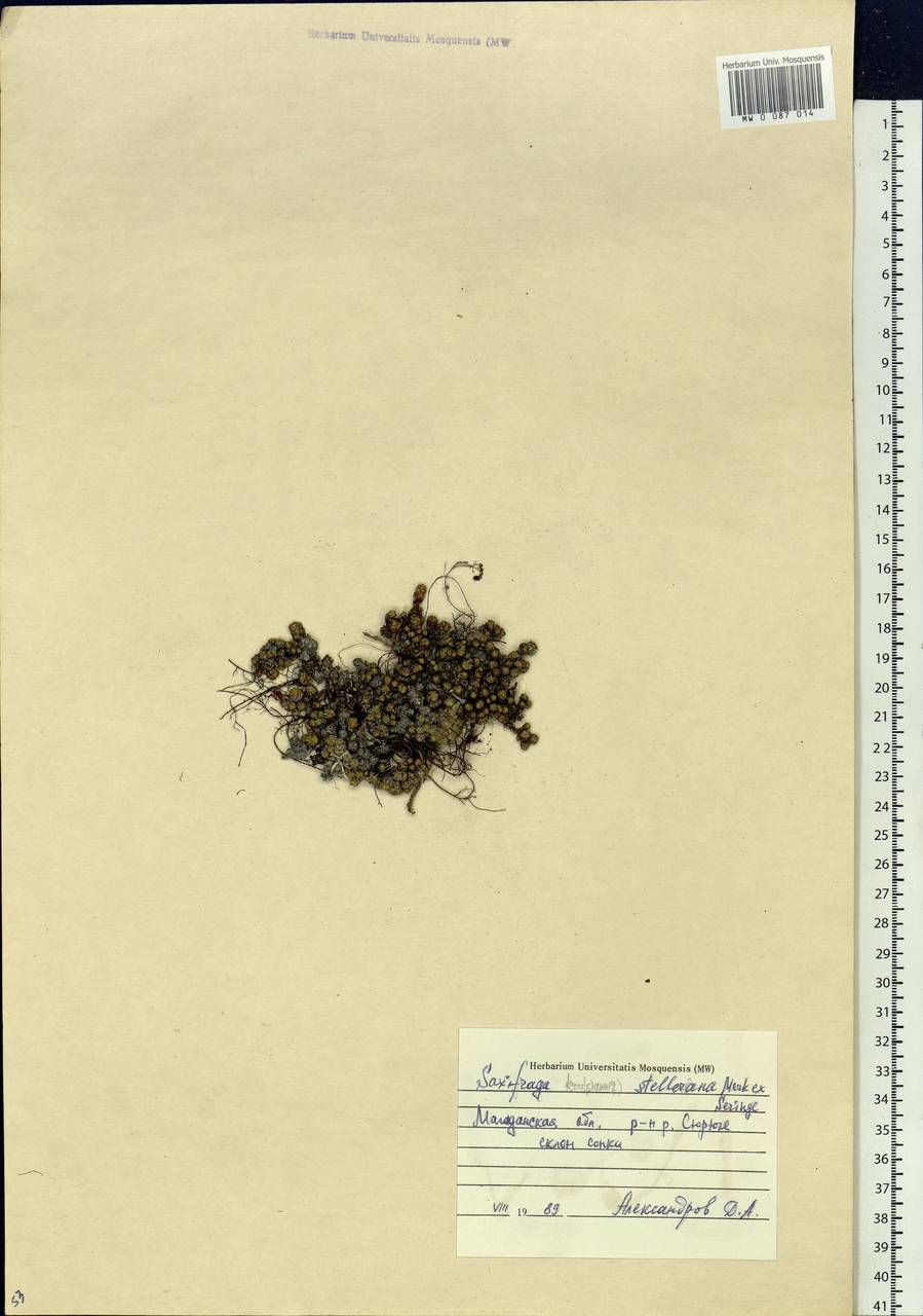 Saxifraga stelleriana Merklein ex Ser., Siberia, Chukotka & Kamchatka (S7) (Russia)