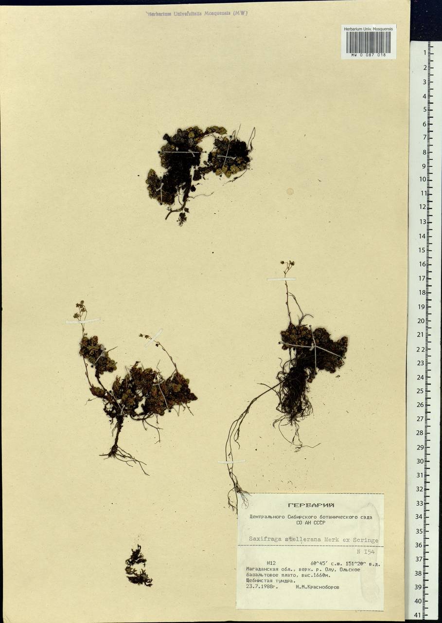 Saxifraga bronchialis subsp. stelleriana (Merk ex Ser.) Malysch., Siberia, Chukotka & Kamchatka (S7) (Russia)