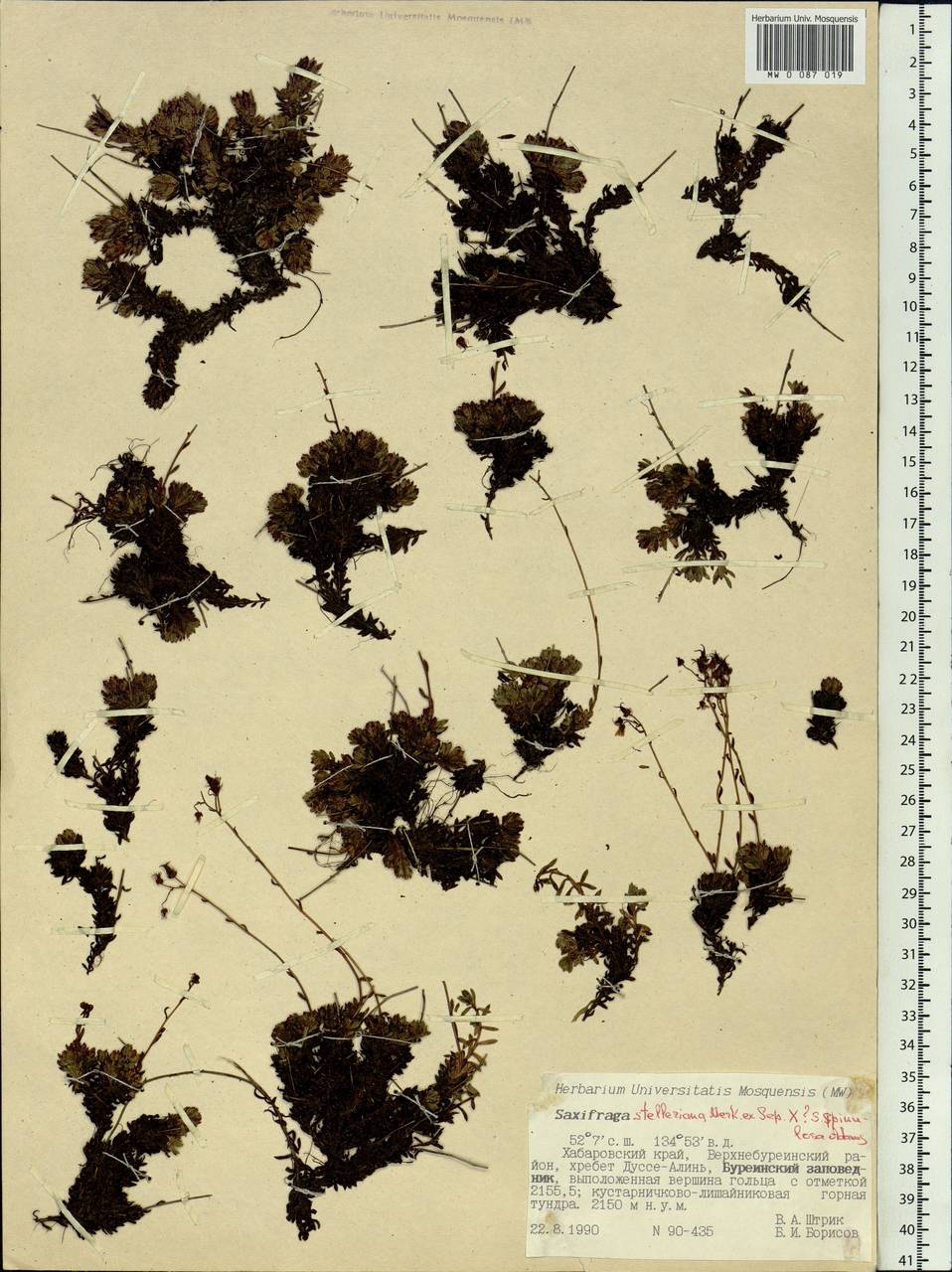 Saxifraga bronchialis subsp. stelleriana (Merk ex Ser.) Malysch., Siberia, Russian Far East (S6) (Russia)