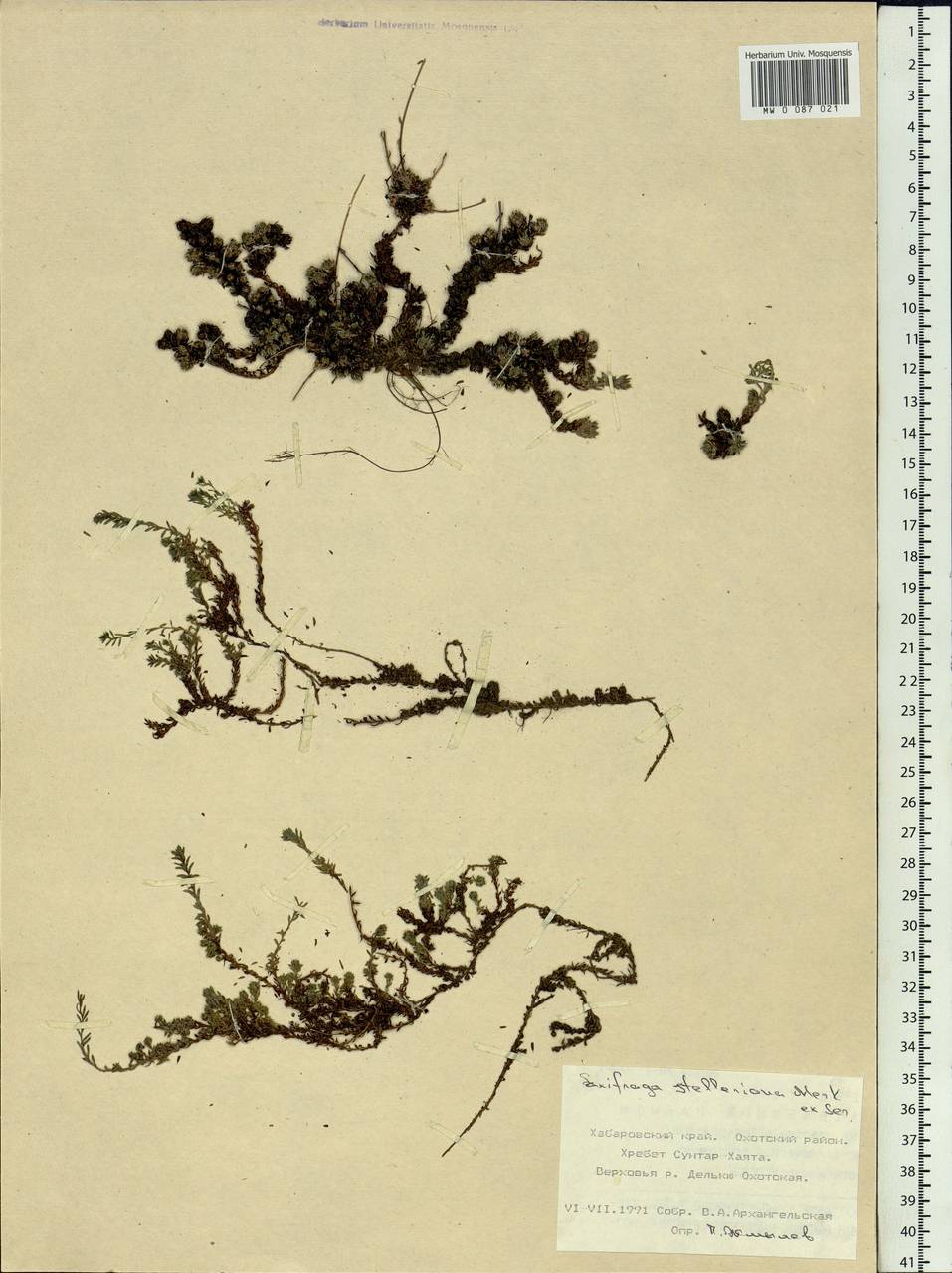 Saxifraga bronchialis subsp. stelleriana (Merk ex Ser.) Malysch., Siberia, Russian Far East (S6) (Russia)