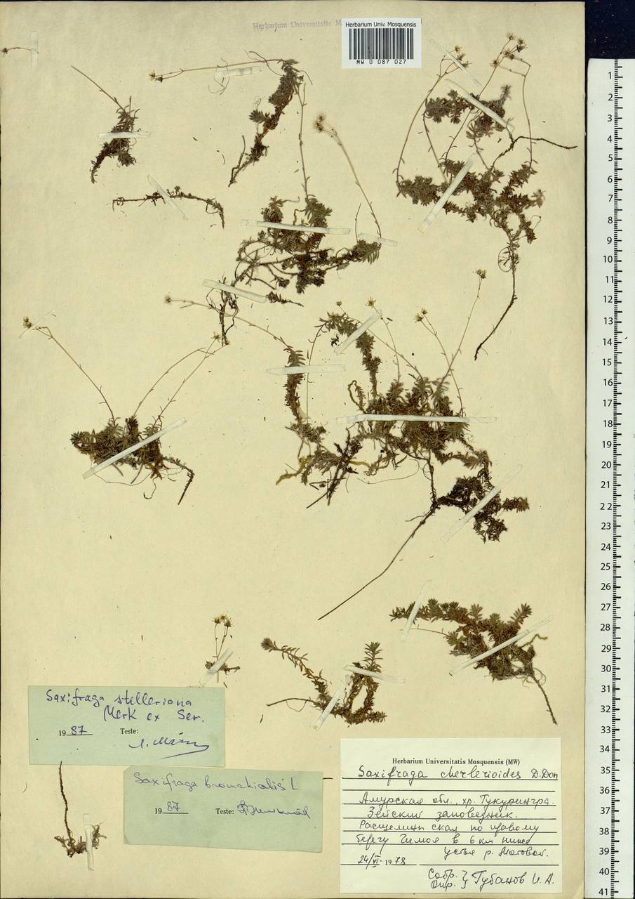 Saxifraga bronchialis subsp. stelleriana (Merk ex Ser.) Malysch., Siberia, Russian Far East (S6) (Russia)