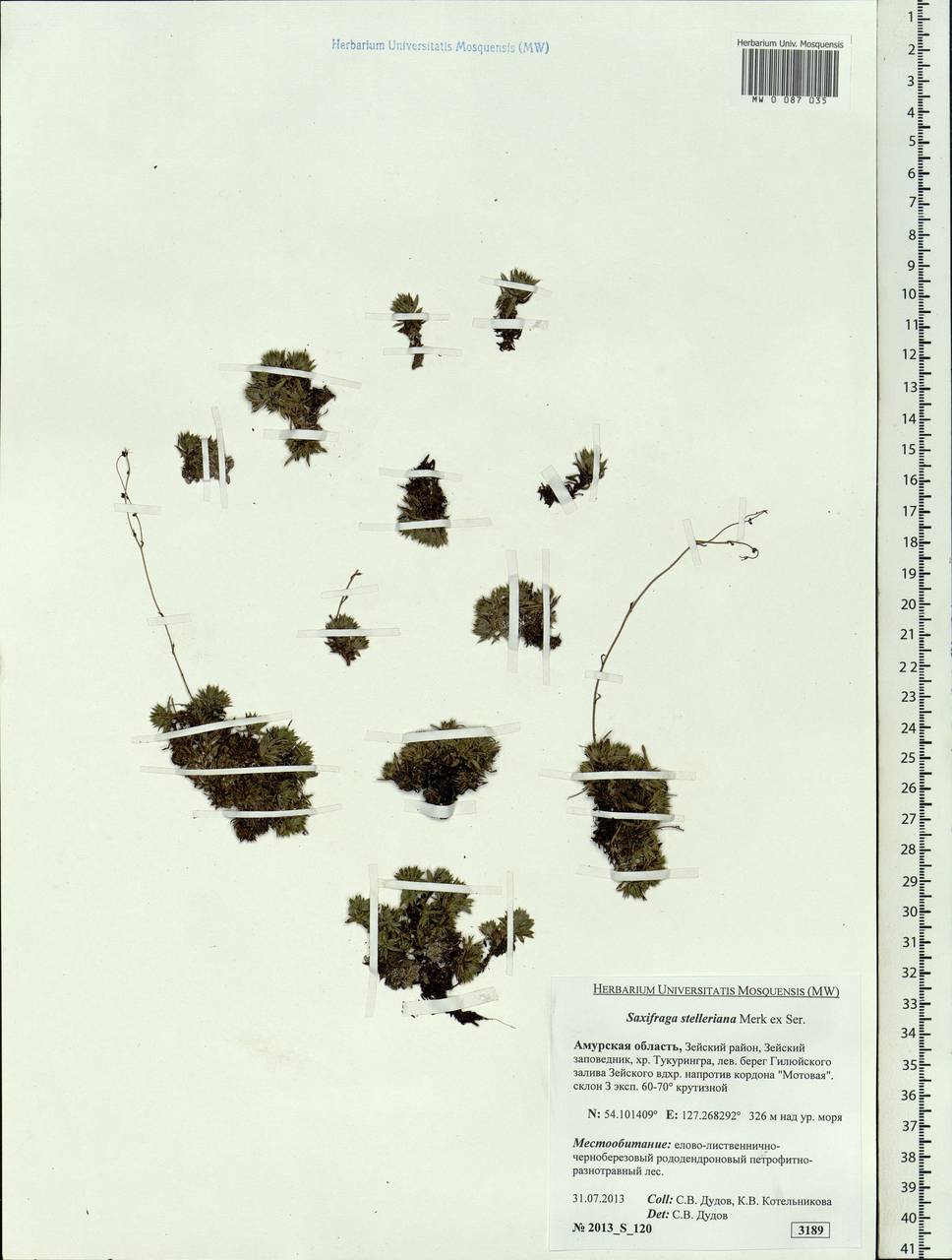 Saxifraga bronchialis subsp. stelleriana (Merk ex Ser.) Malysch., Siberia, Russian Far East (S6) (Russia)