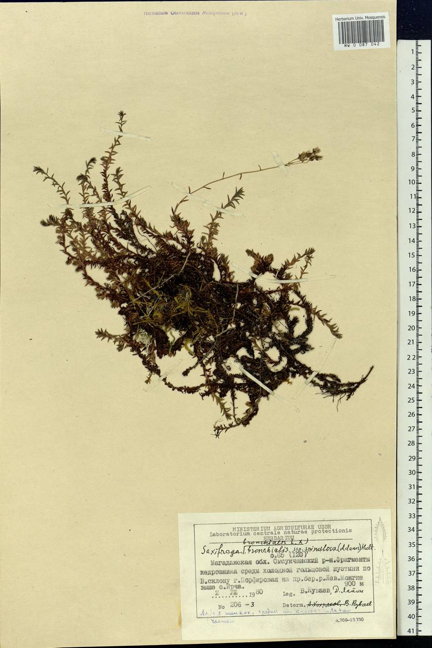 Saxifraga bronchialis subsp. bronchialis, Siberia, Chukotka & Kamchatka (S7) (Russia)