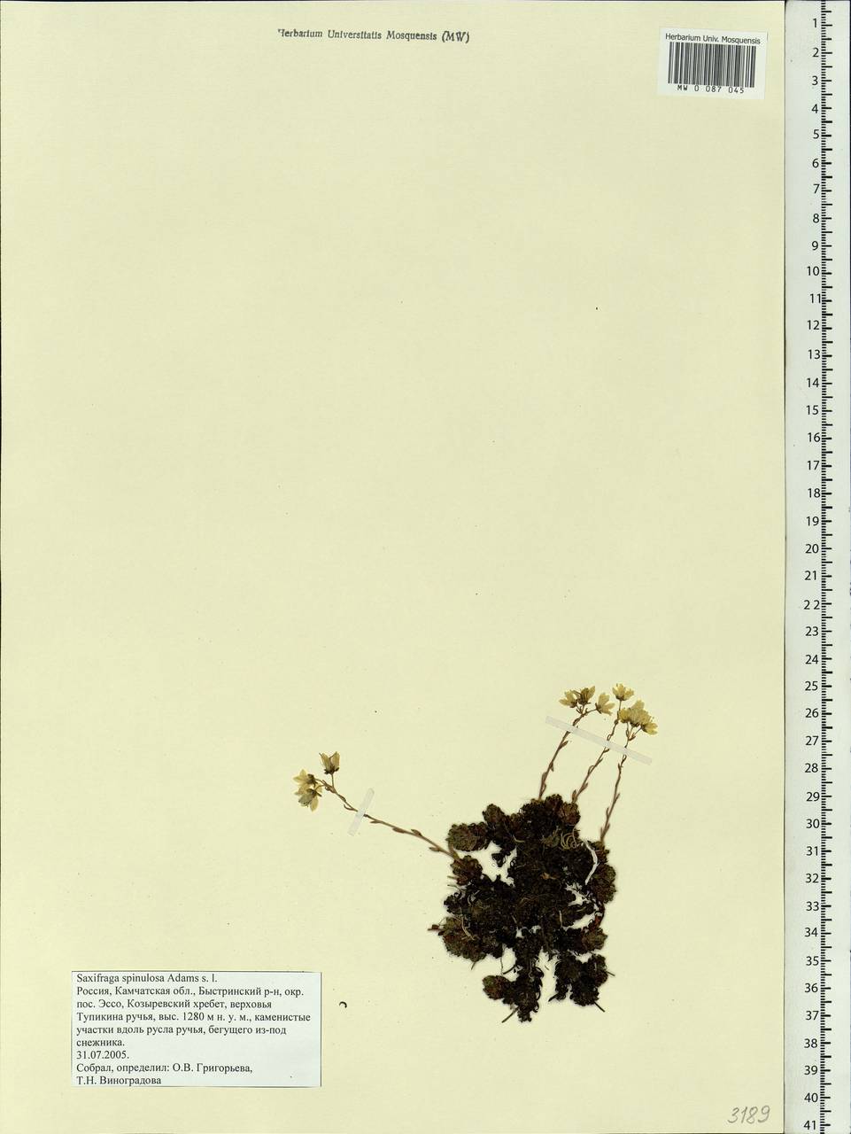 Saxifraga bronchialis subsp. bronchialis, Siberia, Chukotka & Kamchatka (S7) (Russia)