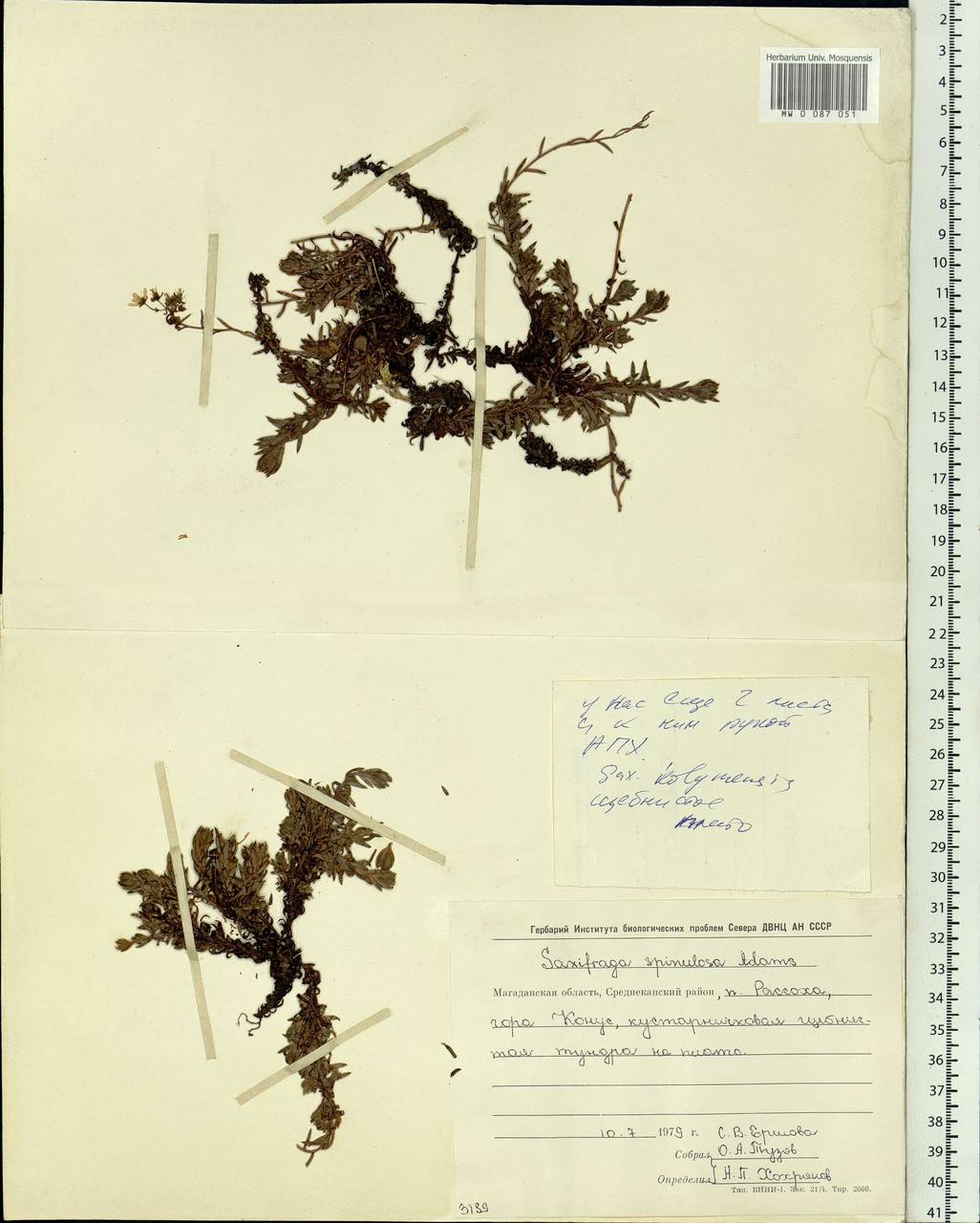 Saxifraga bronchialis subsp. bronchialis, Siberia, Chukotka & Kamchatka (S7) (Russia)