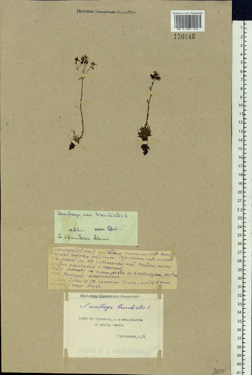 Saxifraga bronchialis subsp. bronchialis, Siberia, Chukotka & Kamchatka (S7) (Russia)