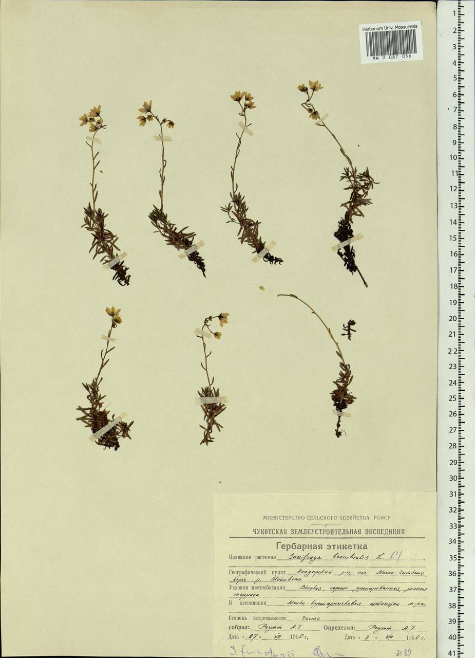 Saxifraga bronchialis subsp. bronchialis, Siberia, Chukotka & Kamchatka (S7) (Russia)