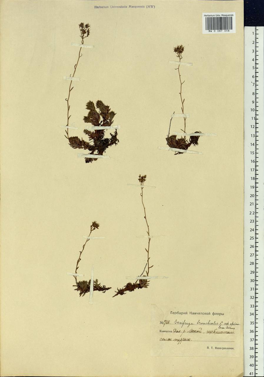 Saxifraga bronchialis subsp. bronchialis, Siberia, Chukotka & Kamchatka (S7) (Russia)