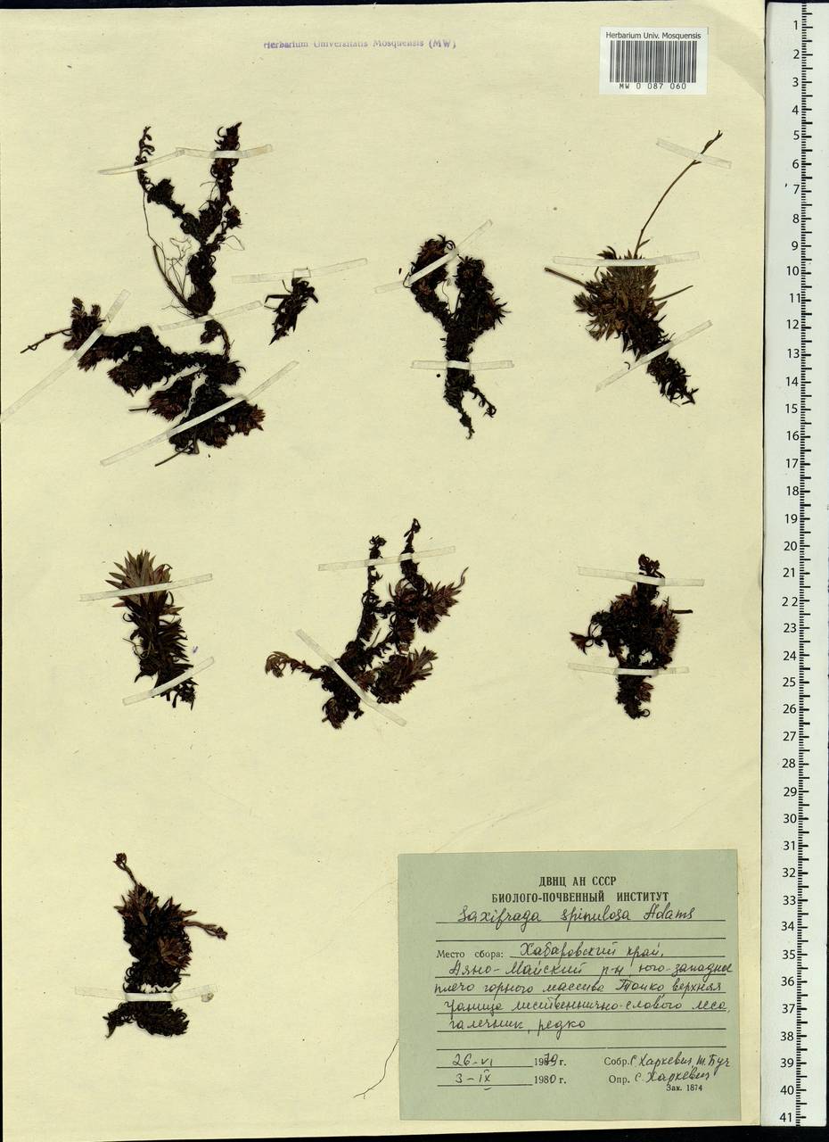 Saxifraga bronchialis subsp. bronchialis, Siberia, Russian Far East (S6) (Russia)