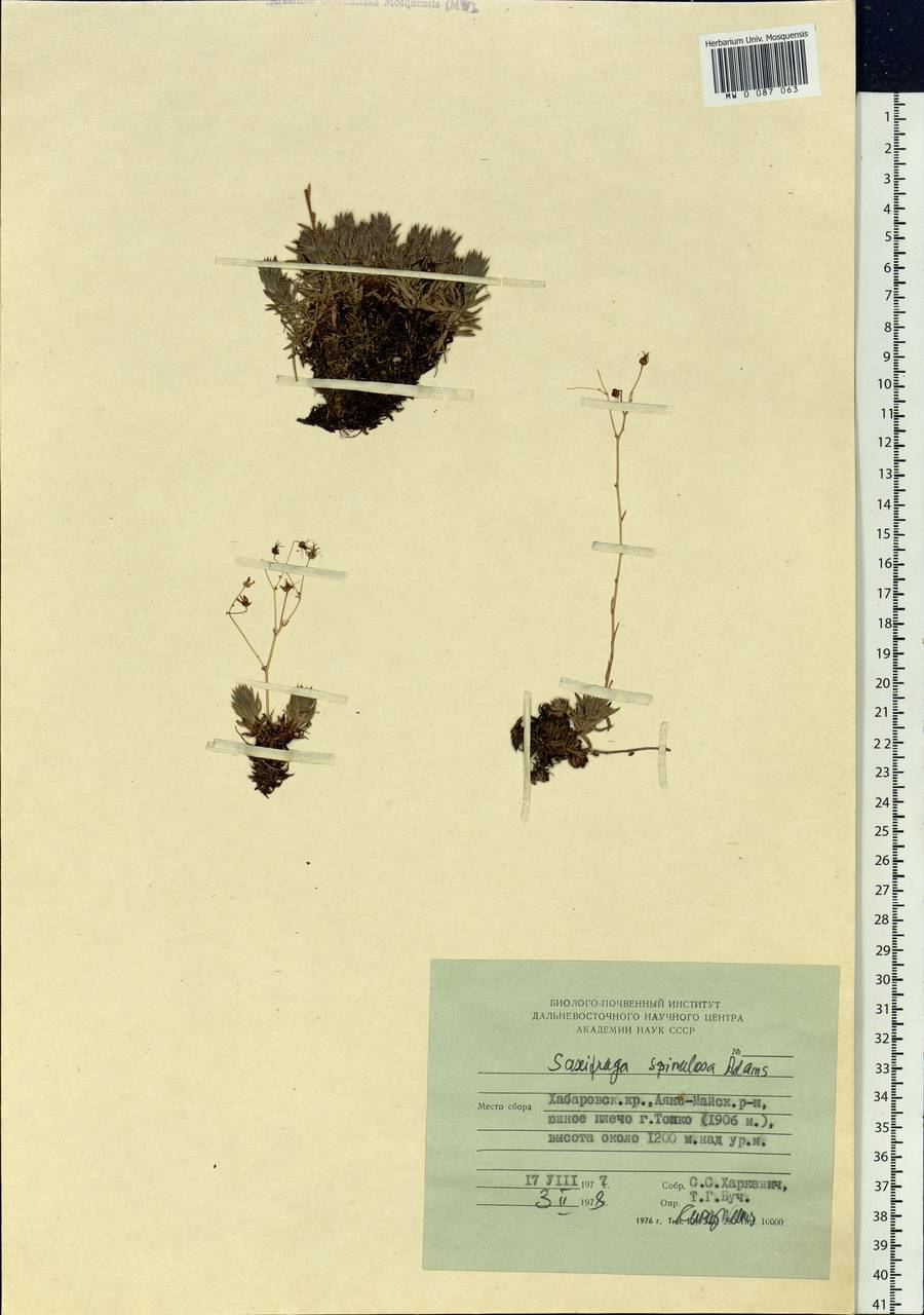 Saxifraga bronchialis subsp. bronchialis, Siberia, Russian Far East (S6) (Russia)