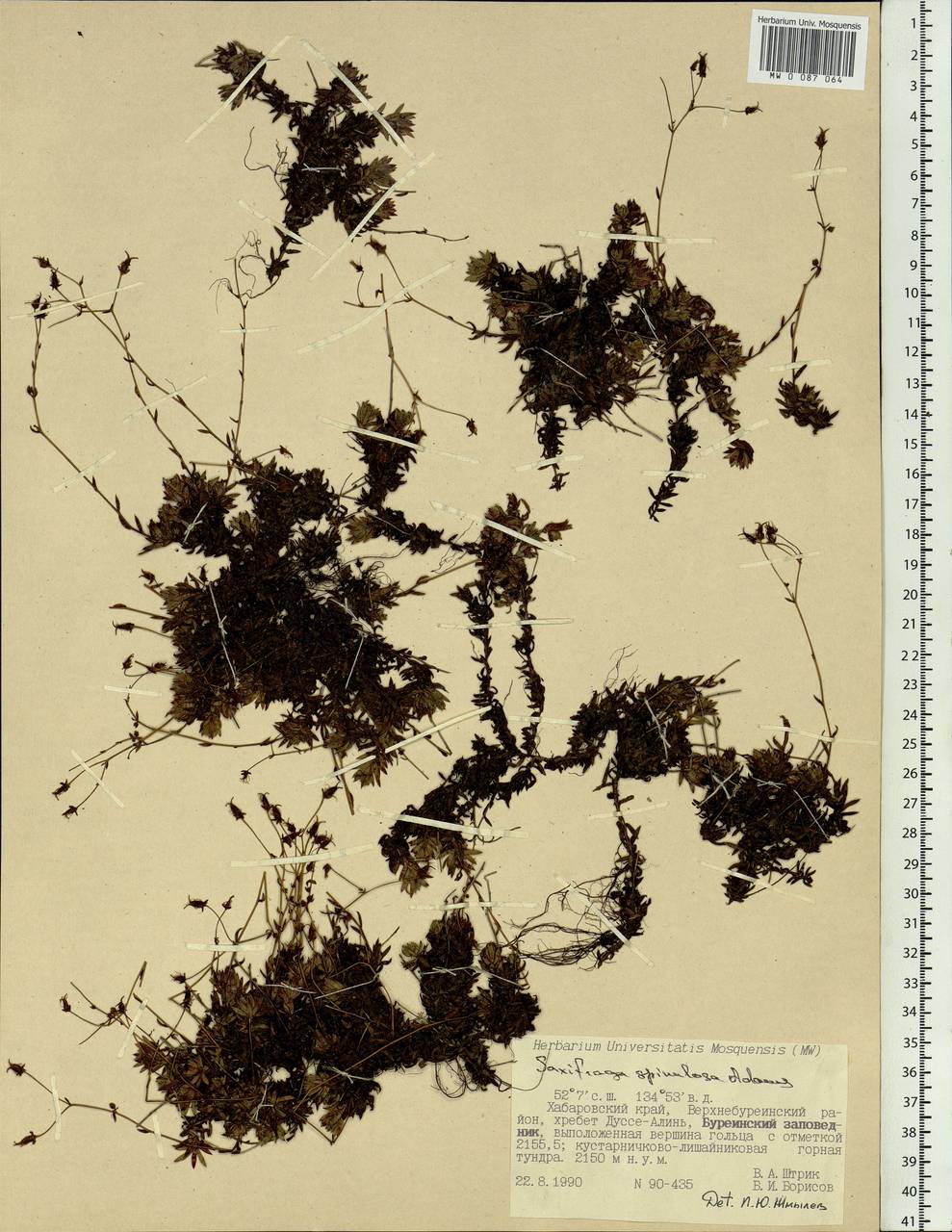 Saxifraga bronchialis subsp. bronchialis, Siberia, Russian Far East (S6) (Russia)