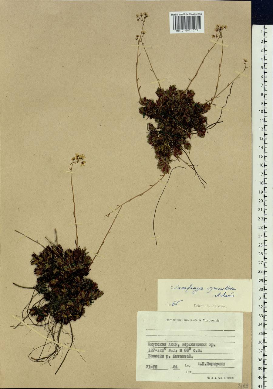 Saxifraga bronchialis subsp. bronchialis, Siberia, Yakutia (S5) (Russia)