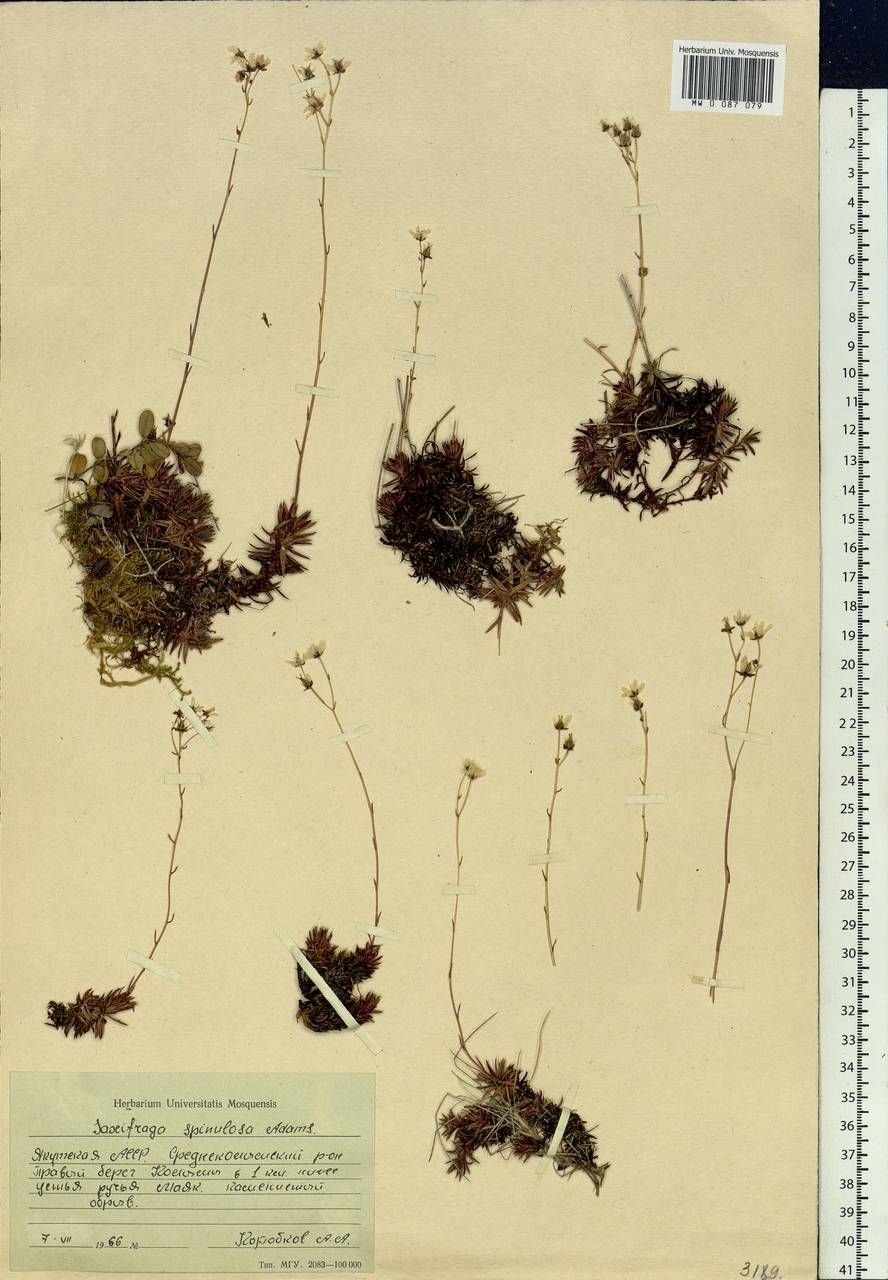 Saxifraga bronchialis subsp. bronchialis, Siberia, Yakutia (S5) (Russia)