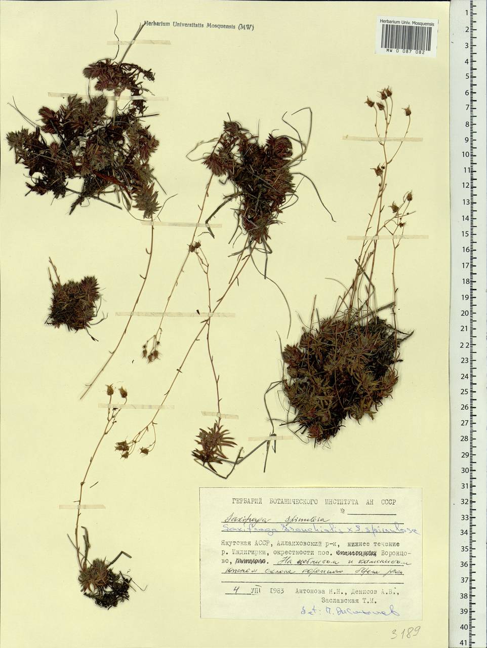 Saxifraga bronchialis subsp. bronchialis, Siberia, Yakutia (S5) (Russia)