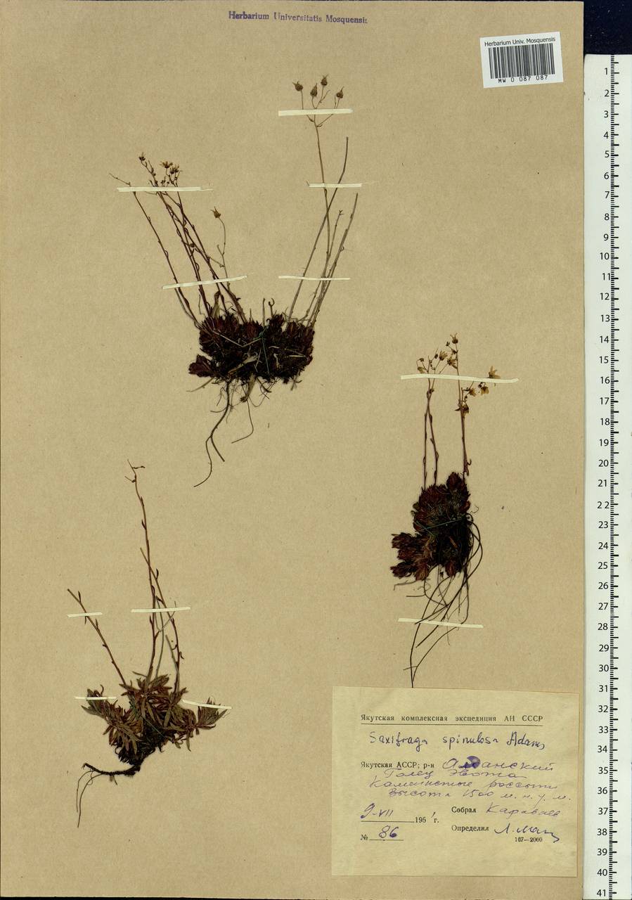 Saxifraga bronchialis subsp. bronchialis, Siberia, Yakutia (S5) (Russia)