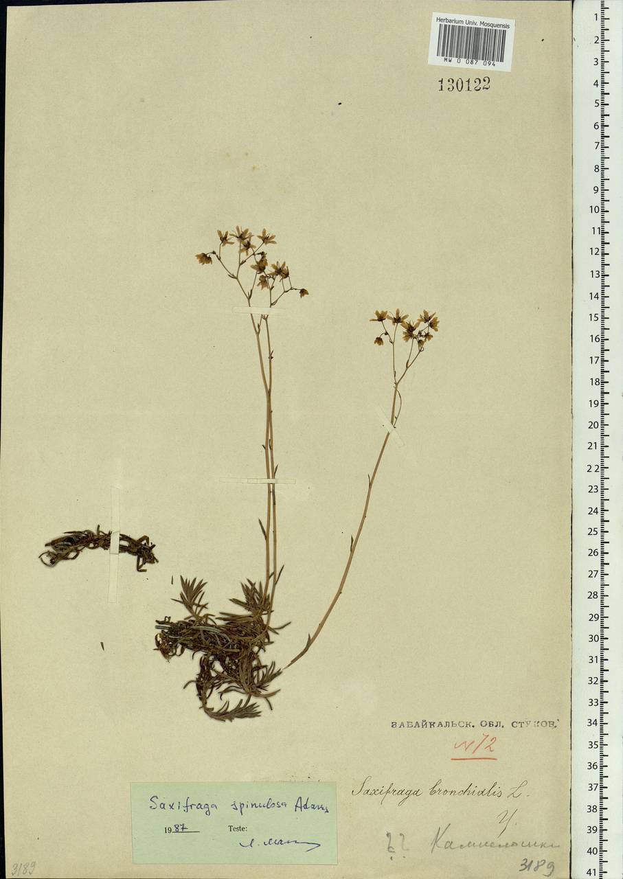 Saxifraga bronchialis subsp. bronchialis, Siberia, Baikal & Transbaikal region (S4) (Russia)