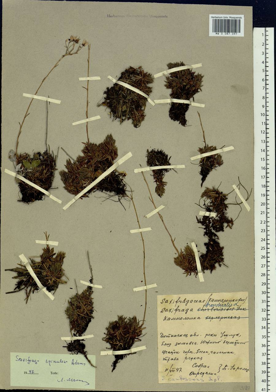 Saxifraga bronchialis subsp. bronchialis, Siberia, Baikal & Transbaikal region (S4) (Russia)