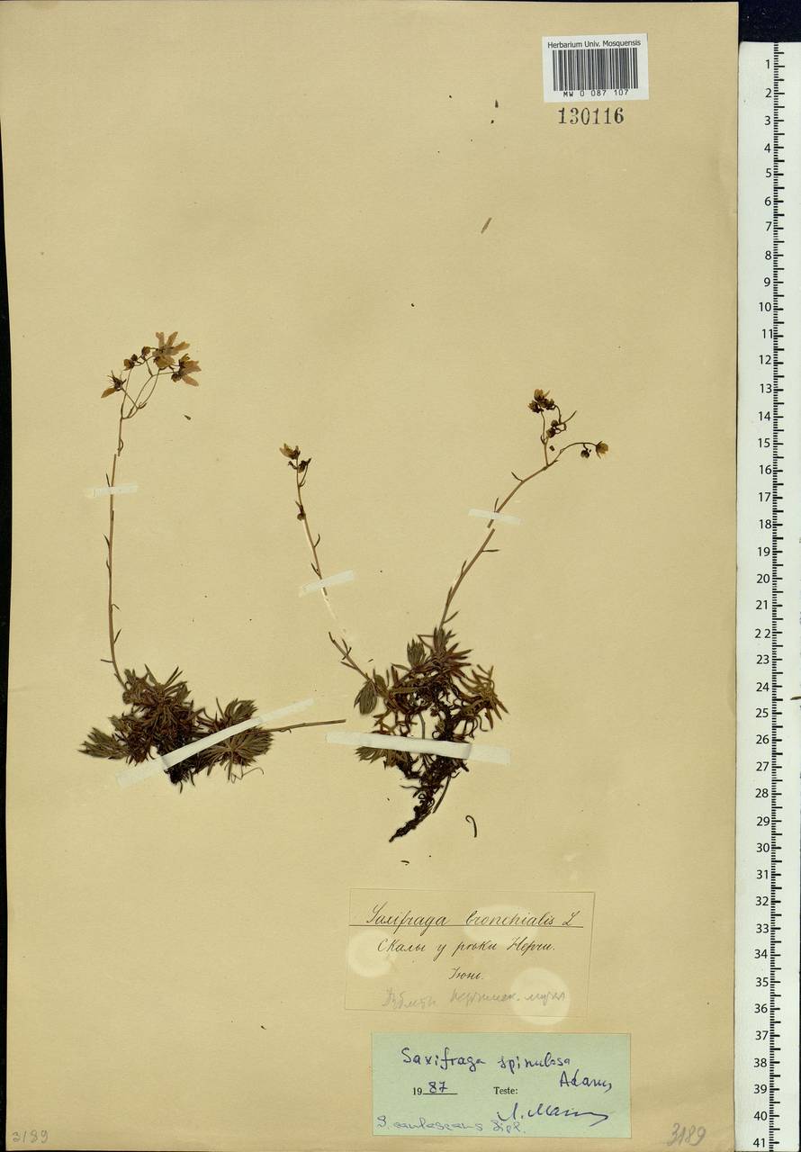 Saxifraga bronchialis subsp. bronchialis, Siberia, Baikal & Transbaikal region (S4) (Russia)