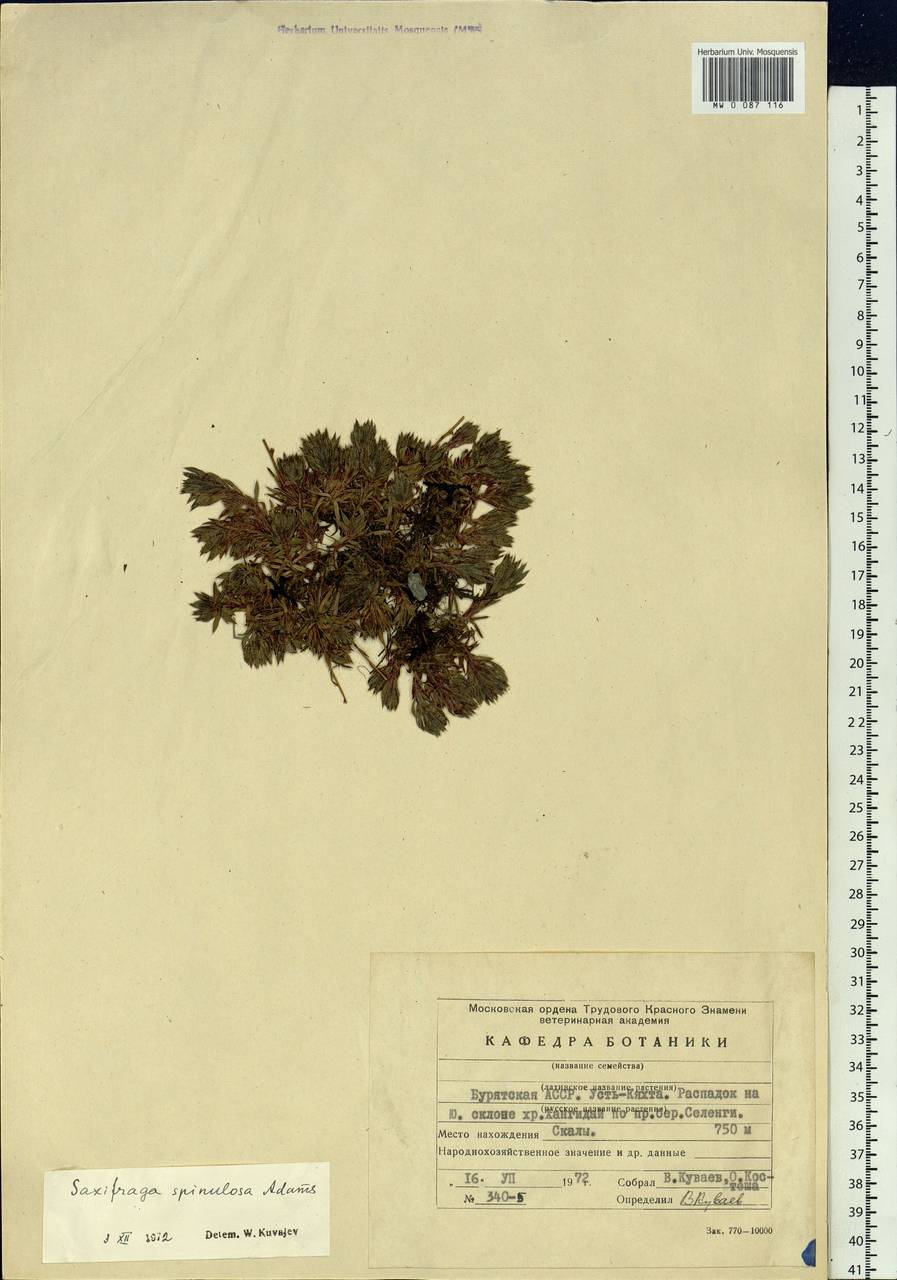 Saxifraga bronchialis subsp. bronchialis, Siberia, Baikal & Transbaikal region (S4) (Russia)