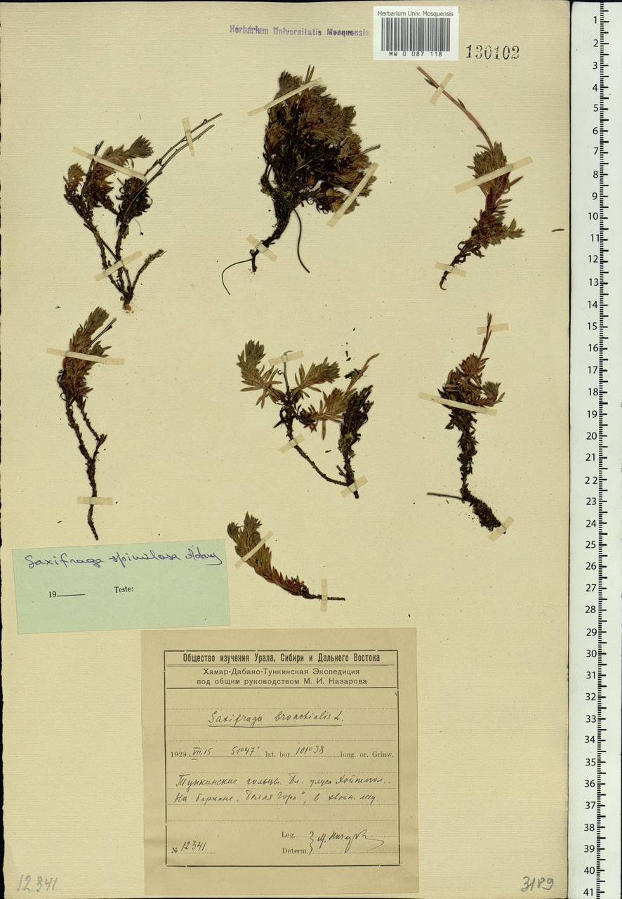 Saxifraga bronchialis subsp. bronchialis, Siberia, Baikal & Transbaikal region (S4) (Russia)