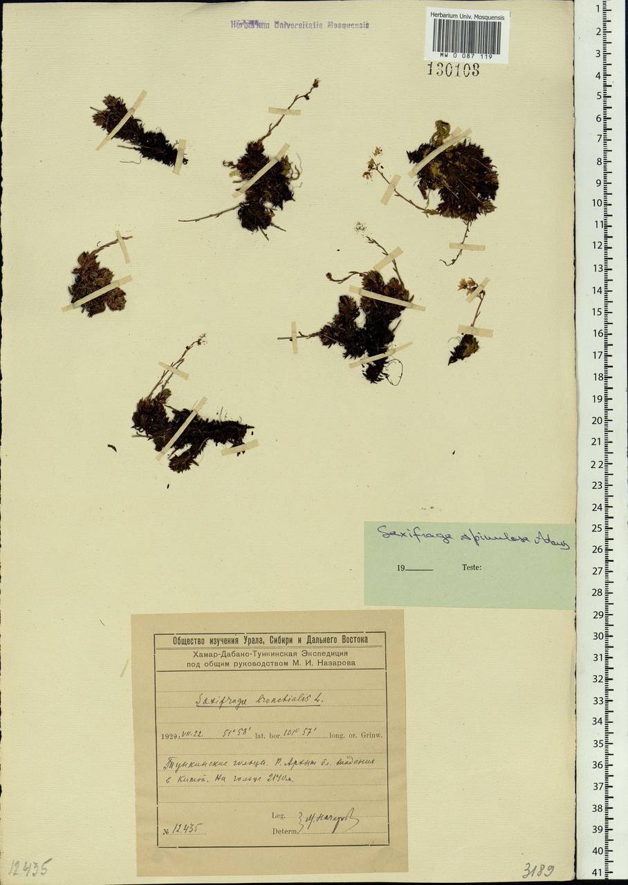 Saxifraga bronchialis subsp. bronchialis, Siberia, Baikal & Transbaikal region (S4) (Russia)