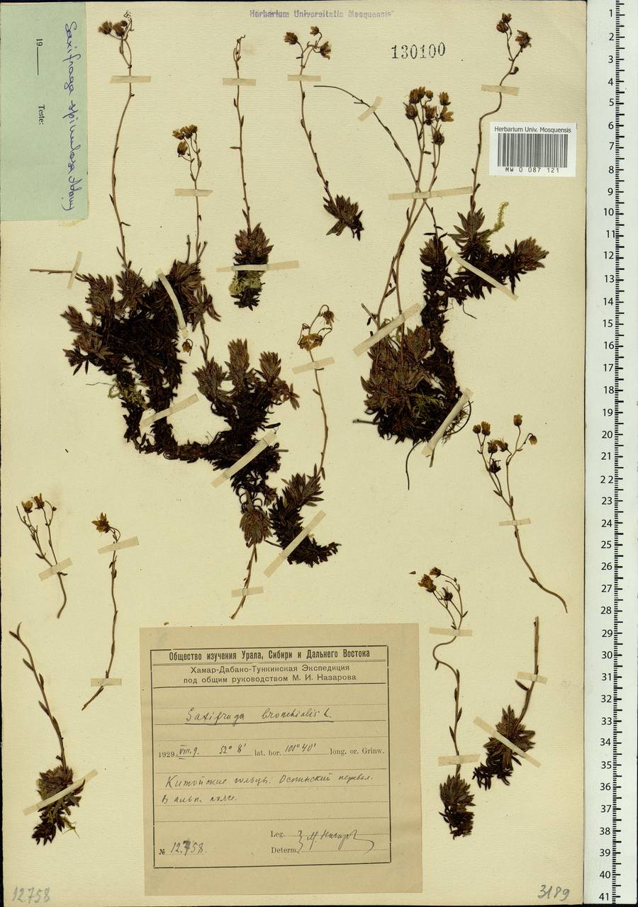 Saxifraga bronchialis subsp. bronchialis, Siberia, Baikal & Transbaikal region (S4) (Russia)