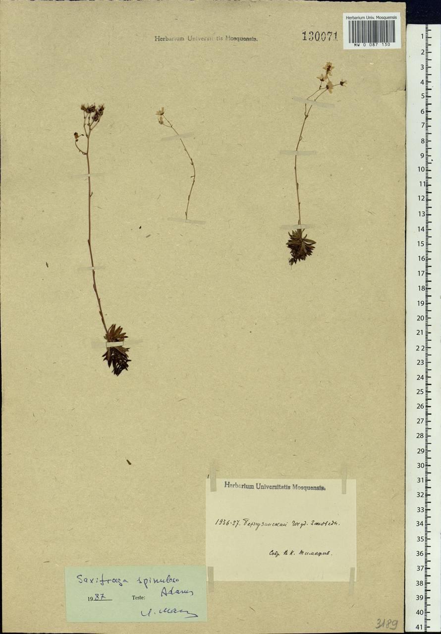 Saxifraga bronchialis subsp. bronchialis, Siberia, Baikal & Transbaikal region (S4) (Russia)