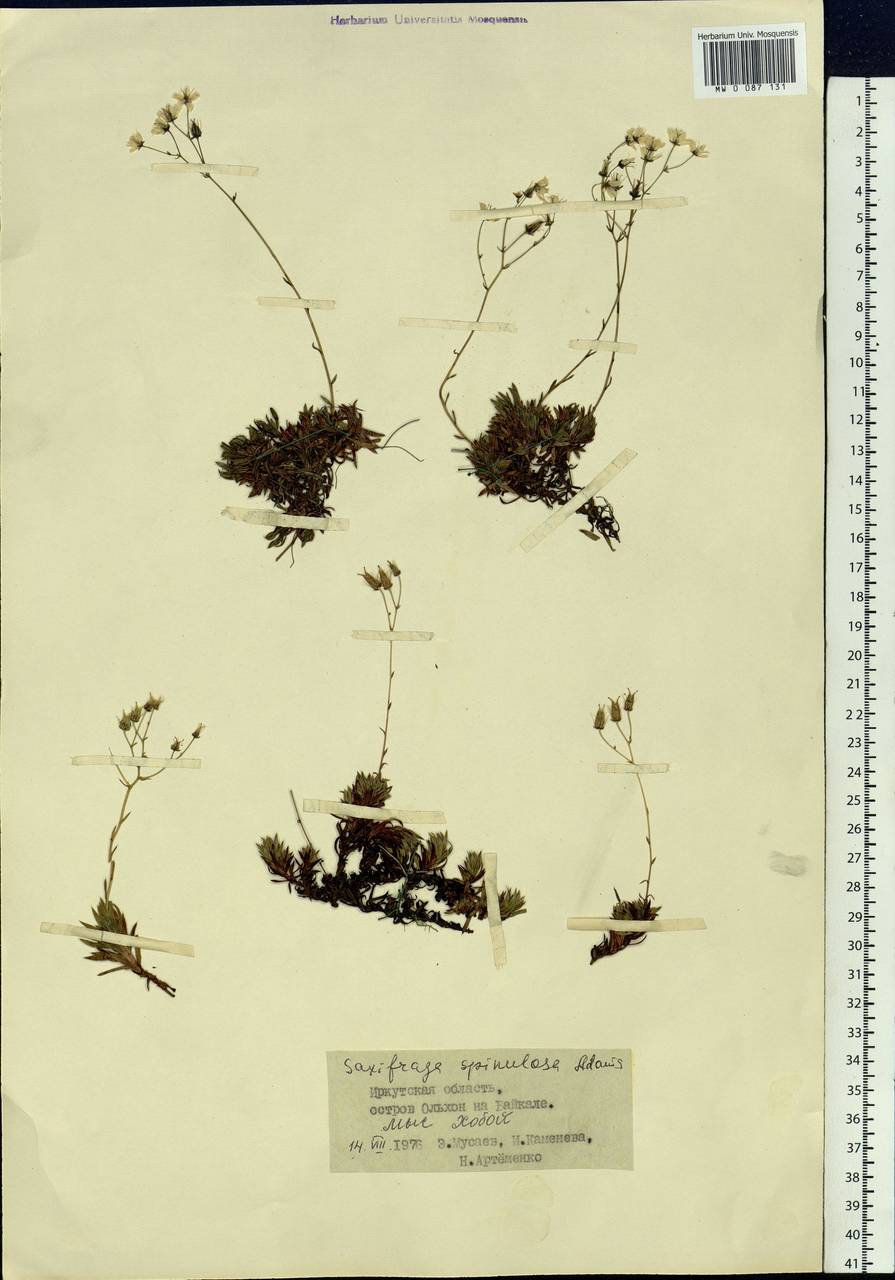 Saxifraga bronchialis subsp. bronchialis, Siberia, Baikal & Transbaikal region (S4) (Russia)