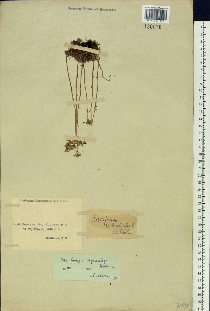 Saxifraga bronchialis subsp. bronchialis, Siberia, Baikal & Transbaikal region (S4) (Russia)
