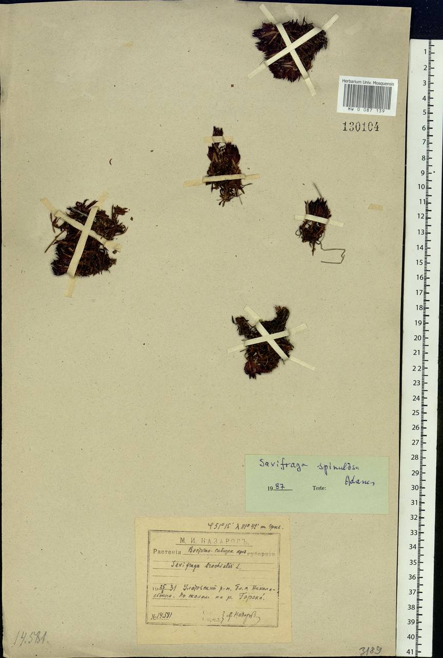 Saxifraga bronchialis subsp. bronchialis, Siberia, Baikal & Transbaikal region (S4) (Russia)