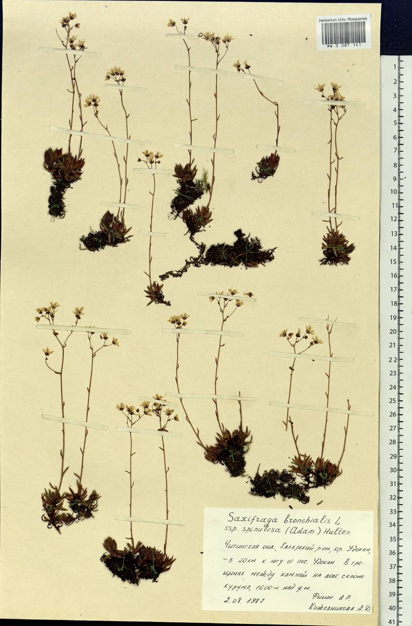 Saxifraga bronchialis subsp. bronchialis, Siberia, Baikal & Transbaikal region (S4) (Russia)