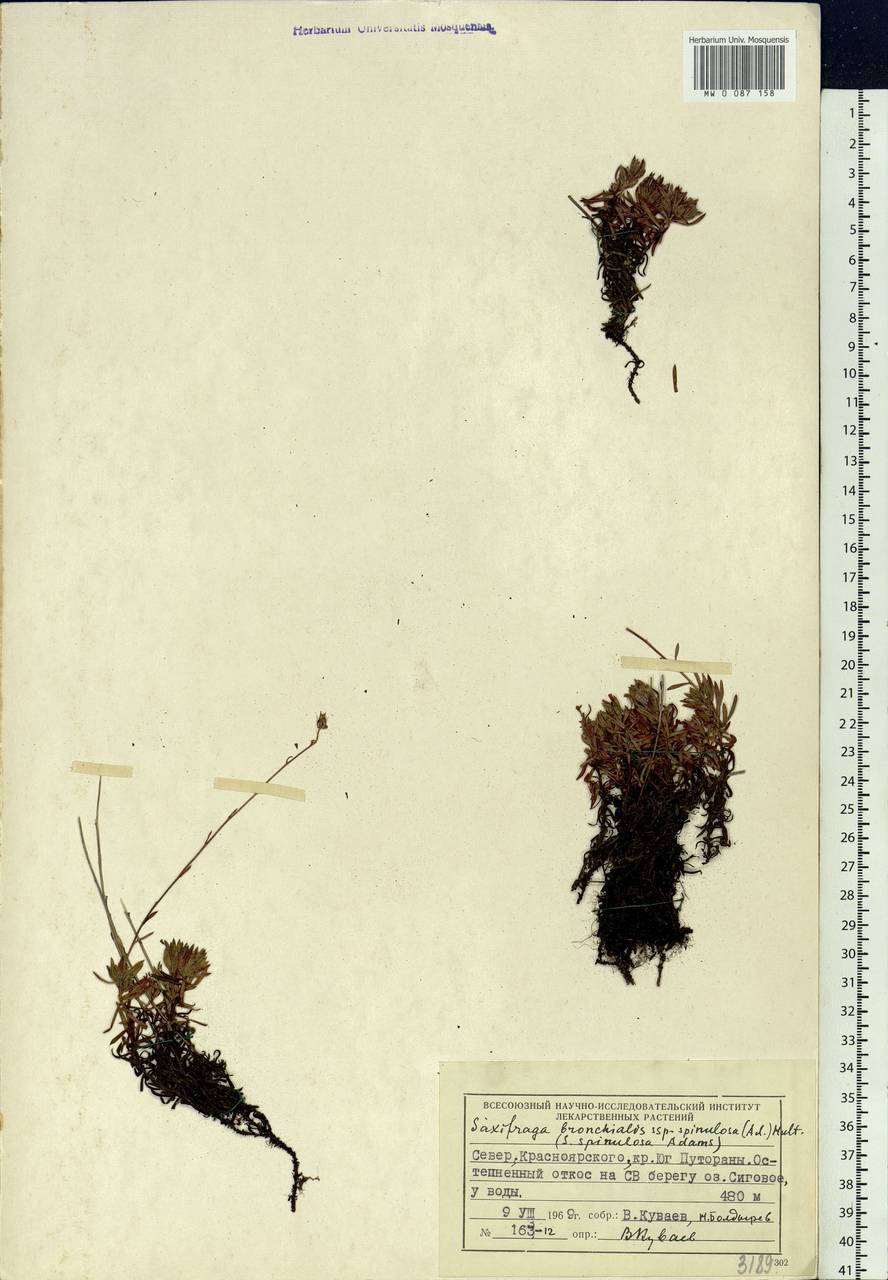 Saxifraga bronchialis subsp. bronchialis, Siberia, Central Siberia (S3) (Russia)