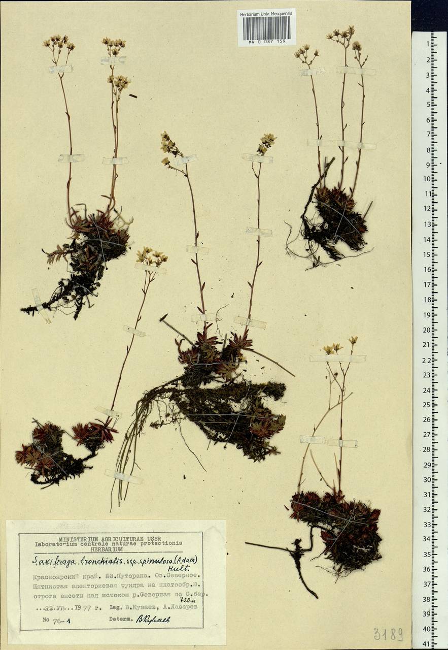 Saxifraga bronchialis subsp. bronchialis, Siberia, Central Siberia (S3) (Russia)