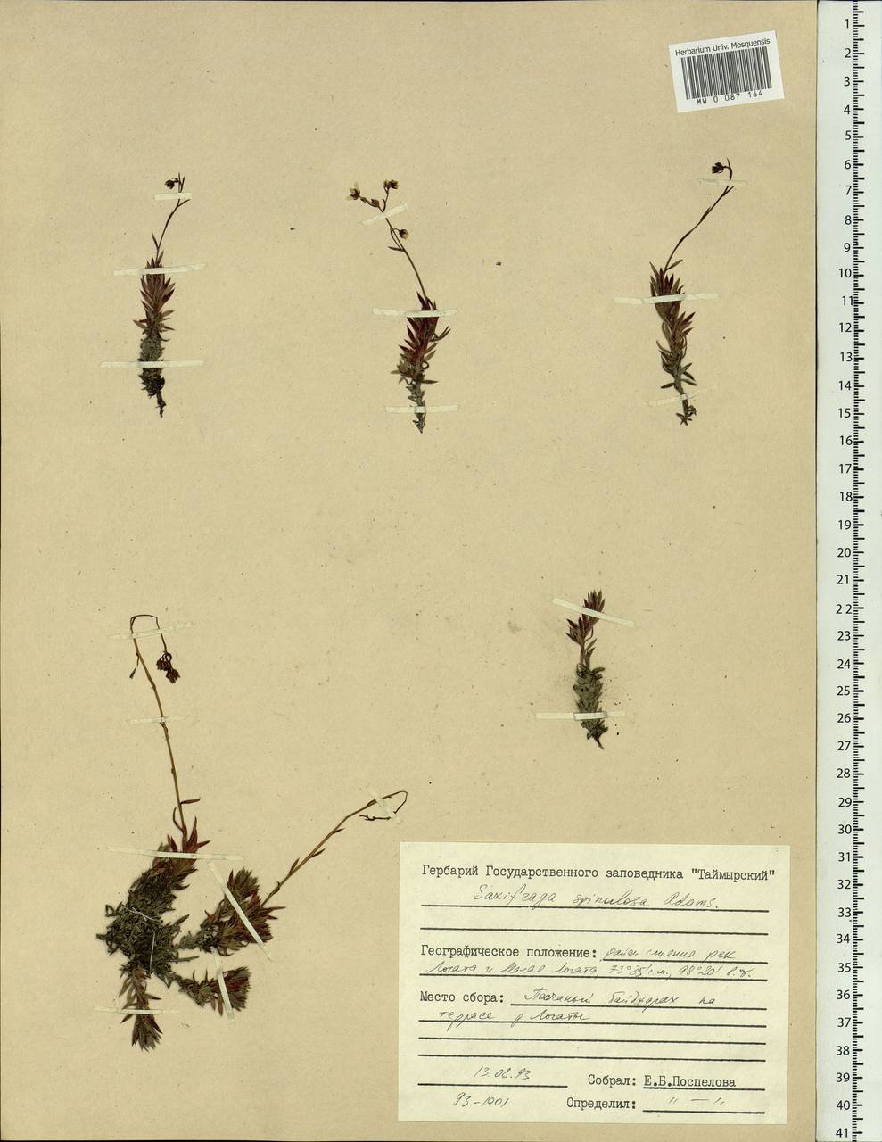 Saxifraga bronchialis subsp. bronchialis, Siberia, Central Siberia (S3) (Russia)
