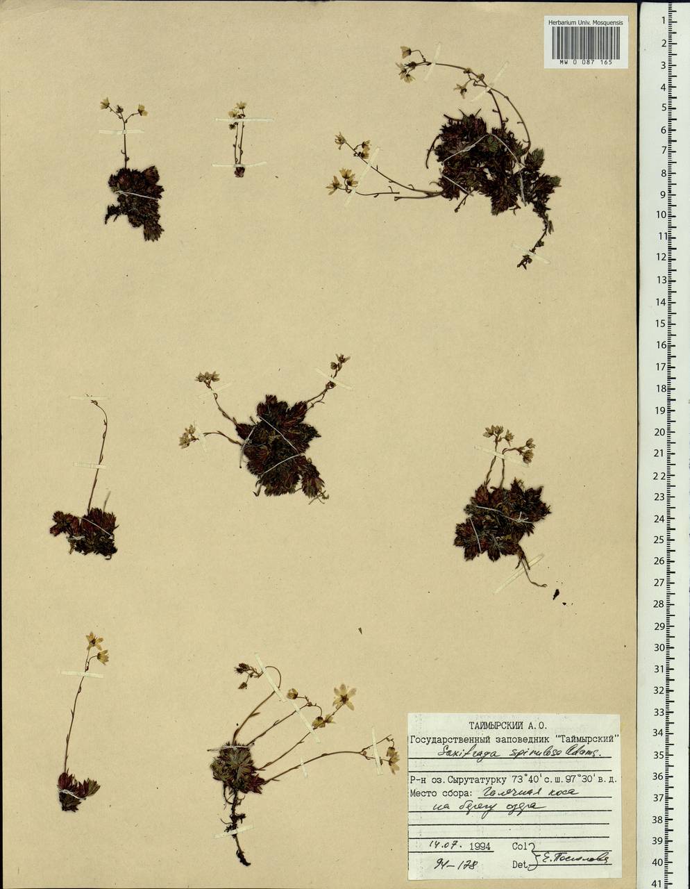 Saxifraga bronchialis subsp. bronchialis, Siberia, Central Siberia (S3) (Russia)