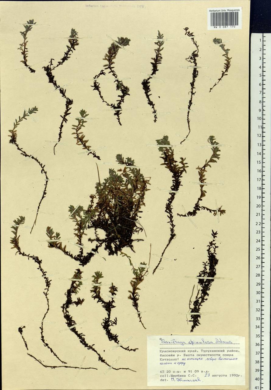 Saxifraga bronchialis subsp. bronchialis, Siberia, Central Siberia (S3) (Russia)