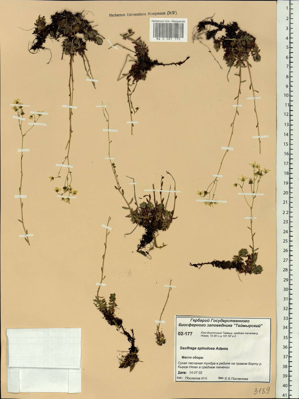 Saxifraga bronchialis subsp. bronchialis, Siberia, Central Siberia (S3) (Russia)