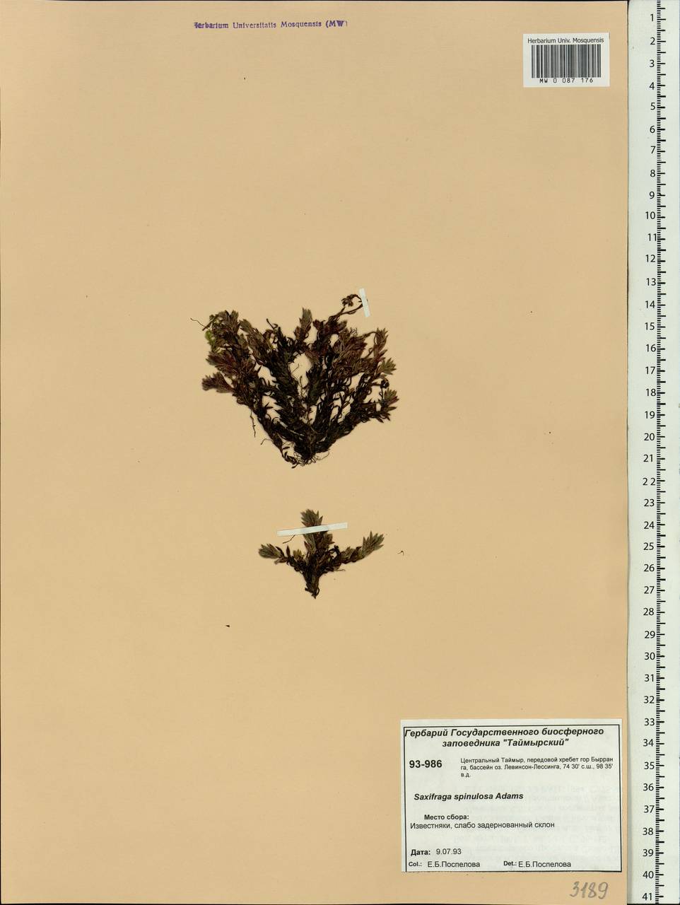 Saxifraga bronchialis subsp. bronchialis, Siberia, Central Siberia (S3) (Russia)