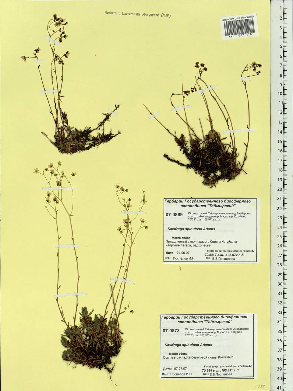 Saxifraga bronchialis subsp. bronchialis, Siberia, Central Siberia (S3) (Russia)