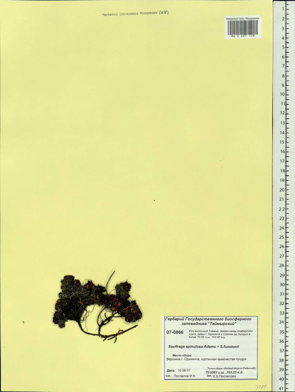 Saxifraga bronchialis subsp. bronchialis, Siberia, Central Siberia (S3) (Russia)