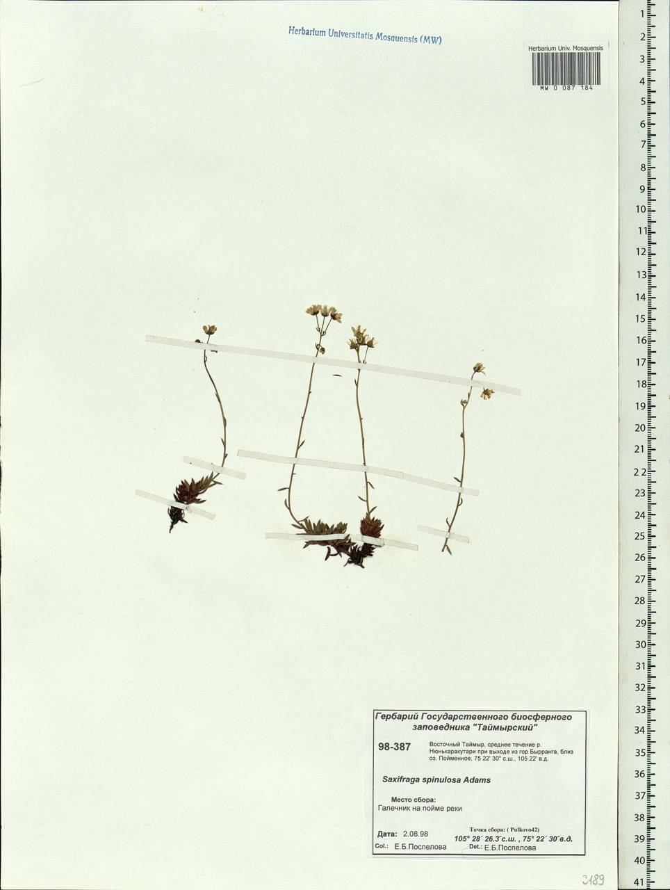 Saxifraga bronchialis subsp. bronchialis, Siberia, Central Siberia (S3) (Russia)