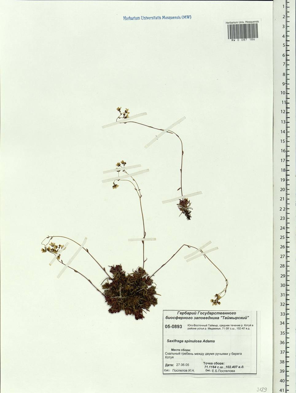 Saxifraga bronchialis subsp. bronchialis, Siberia, Central Siberia (S3) (Russia)