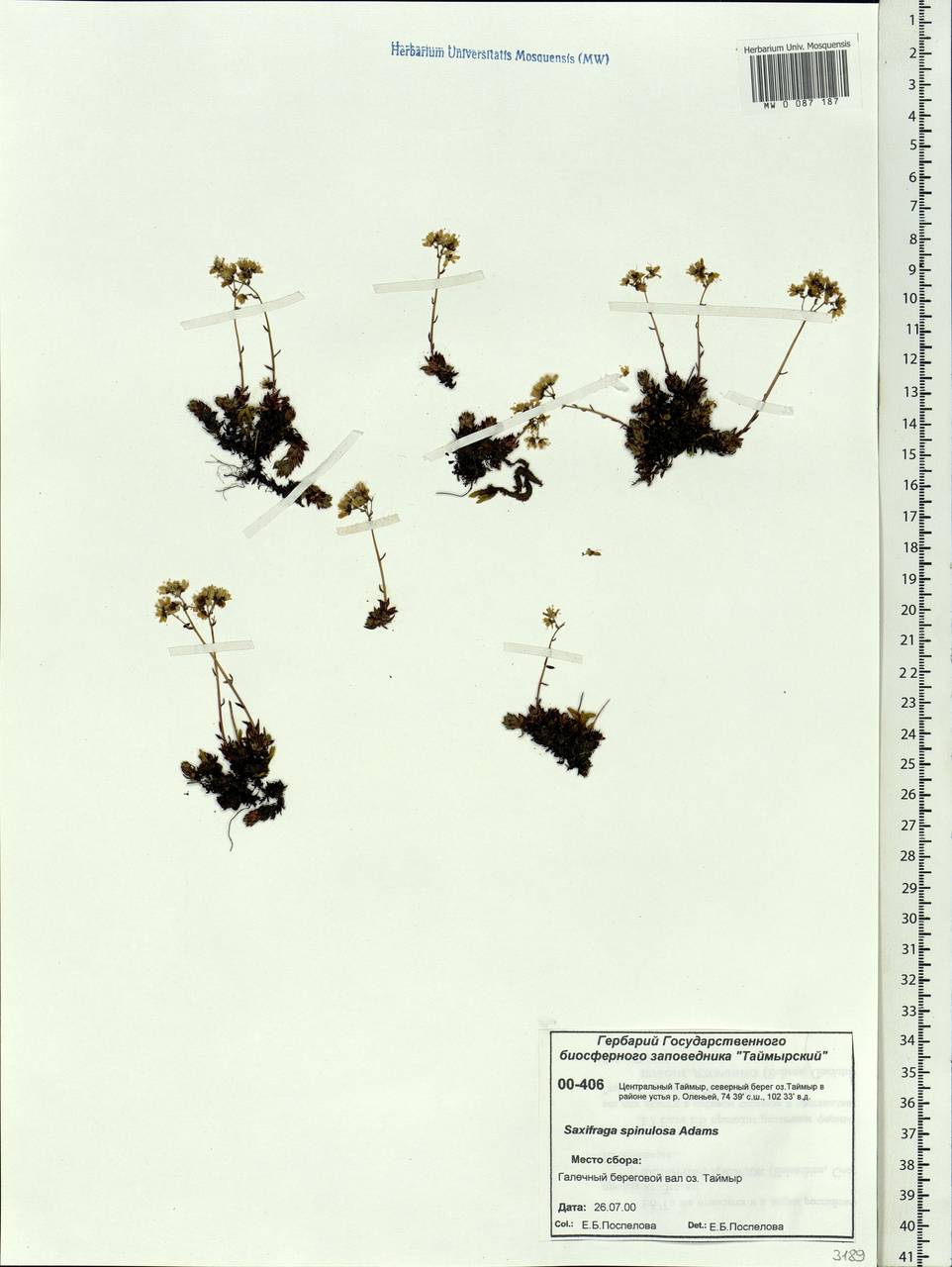 Saxifraga bronchialis subsp. bronchialis, Siberia, Central Siberia (S3) (Russia)