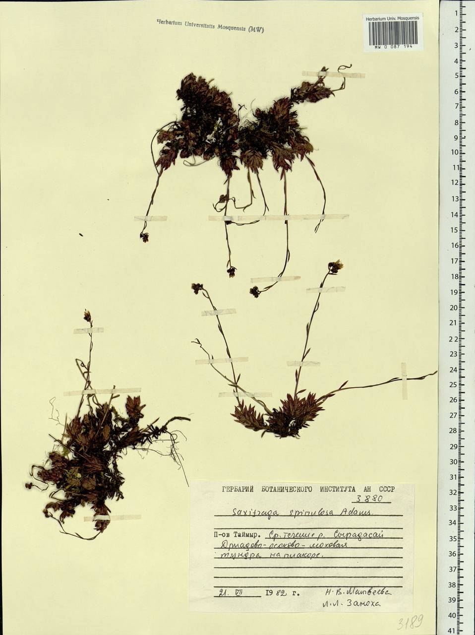 Saxifraga bronchialis subsp. bronchialis, Siberia, Central Siberia (S3) (Russia)