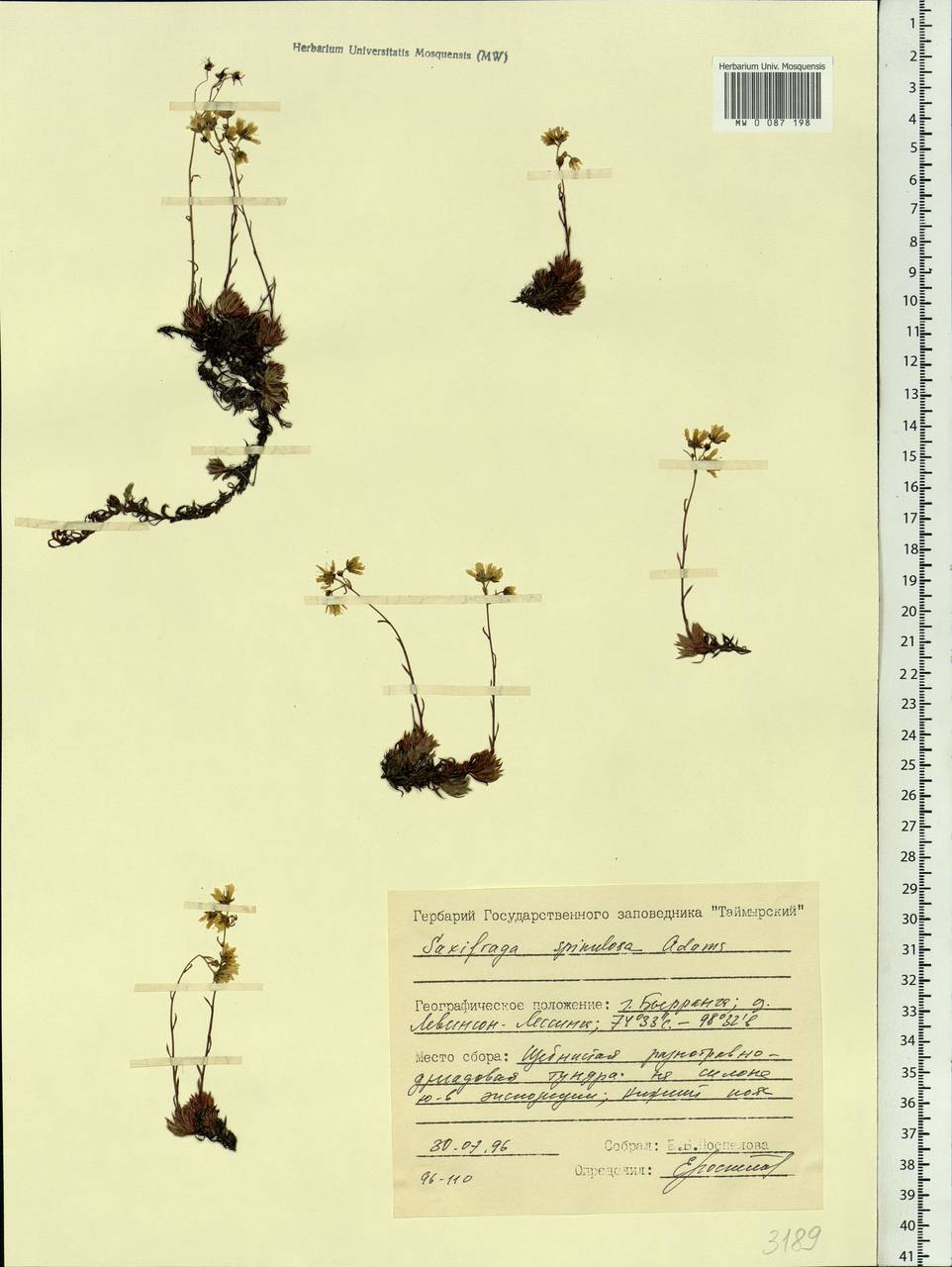 Saxifraga bronchialis subsp. bronchialis, Siberia, Central Siberia (S3) (Russia)